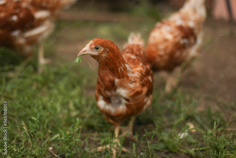 chickens and rooster walk on the grass, chicken coop, chicken breeding