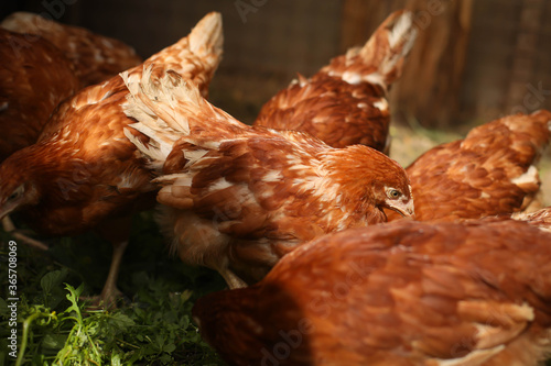 chickens and rooster walk on the grass, chicken coop, chicken breeding © polukarovaanna
