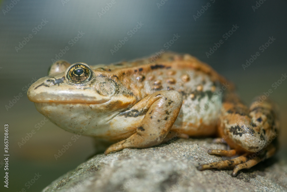 Obraz premium Northern Leopard Frog on a Rock