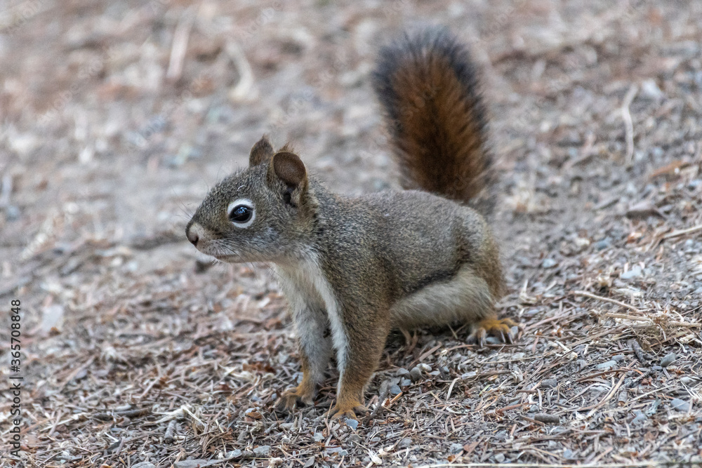 American Red Squirrel (Tamiasciurus hudsonicus) American Red Squirrel (Tamiasciurus hudsonicus)