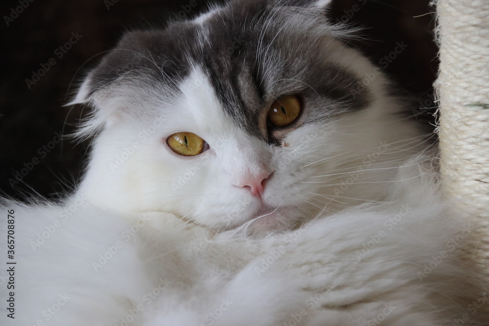 猫 猫