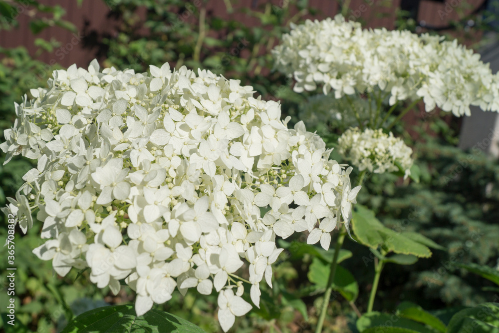 panicle hydrangea. white flower caps in summer panicle hydrangea. white flower caps in summer