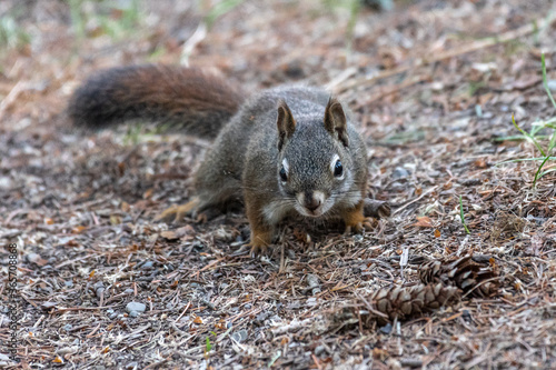 American Red Squirrel  Tamiasciurus hudsonicus 