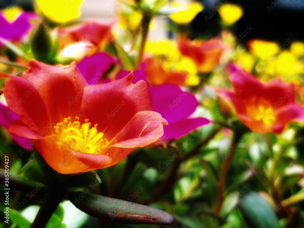 The Garden Beauty!!! The Garden Beauty!!!