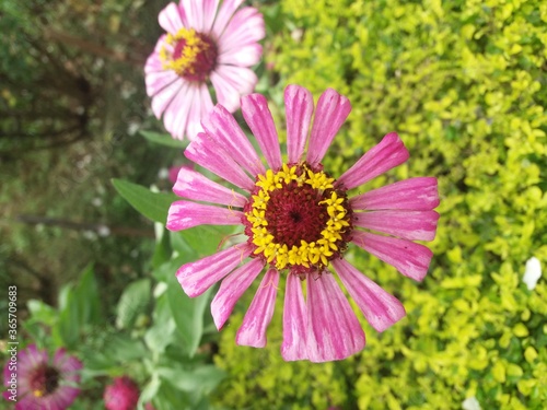 pink cosmos flower