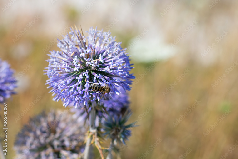 Big yellow and black striped bee is flying around a big bright purple spheric flower also known as Big yellow and black striped bee is flying around a big bright purple spheric flower also known as