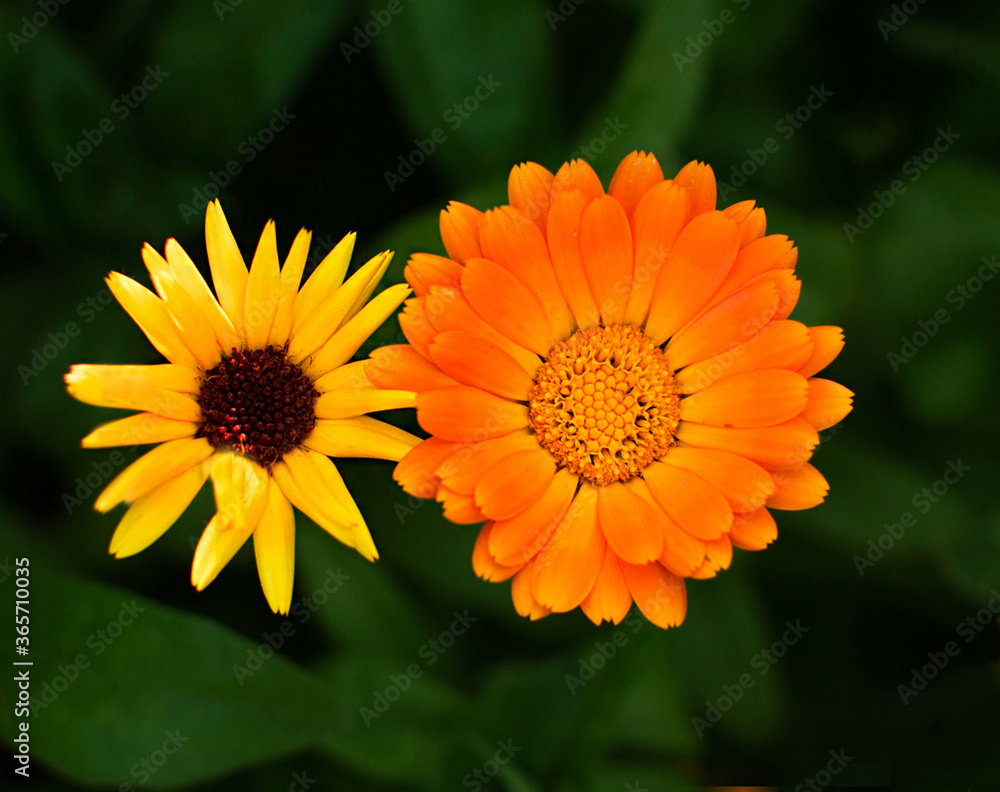Two flowers. Bright yellow Gerbera on green foliage Two flowers. Bright yellow Gerbera on green foliage