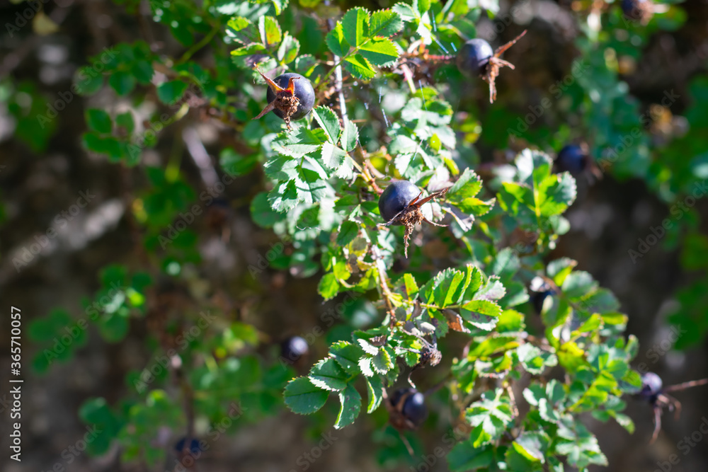 Bush of rose hip with ripe black berries on branch with green leaves at sunlight. Harvest of medical herbs