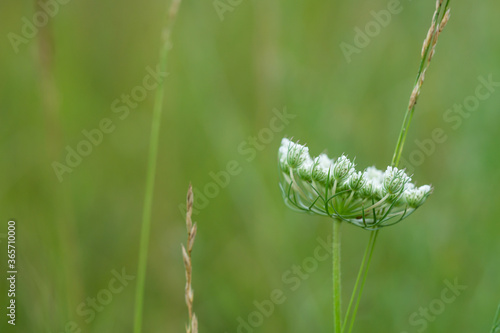 Wild Carrot Flowers in Summer