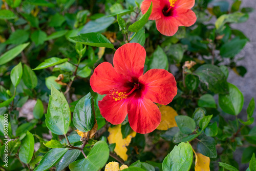 Bright red hibiscus flower with green leaves is growing on a bush in summertime. Blooming of tropical flower hibiscus