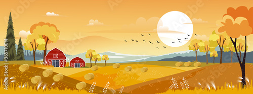  Vector Autumn panorama landscape farm field with orange sky, Beautiful sunset in Autumn countryside panorama view with yellow foliage,Fall season with copy space for banner background