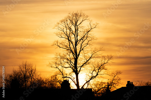 Silhouette of a leafless tree at sunset