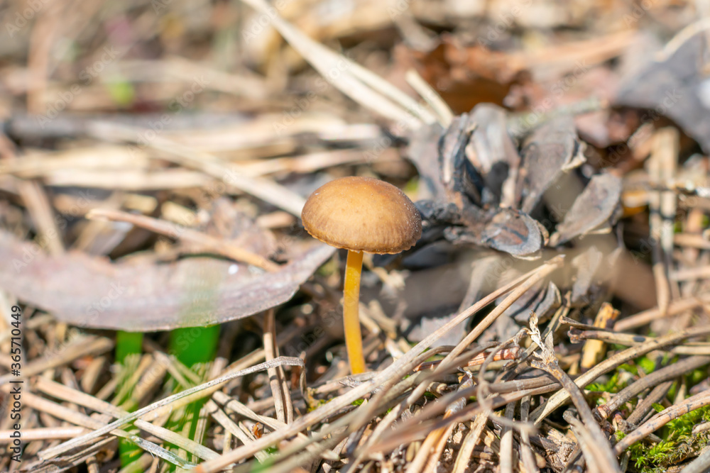 Small mushroom also known as entoloma vernum is growing under sunshine beyond pine needles in woodland. Poisonous muhroom Small mushroom also known as entoloma vernum is growing under sunshine beyond pine needles in woodland. Poisonous muhroom