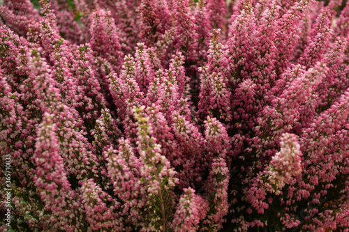 Close-up of blooming pink Heather. Selective focus. Beautiful floral background 