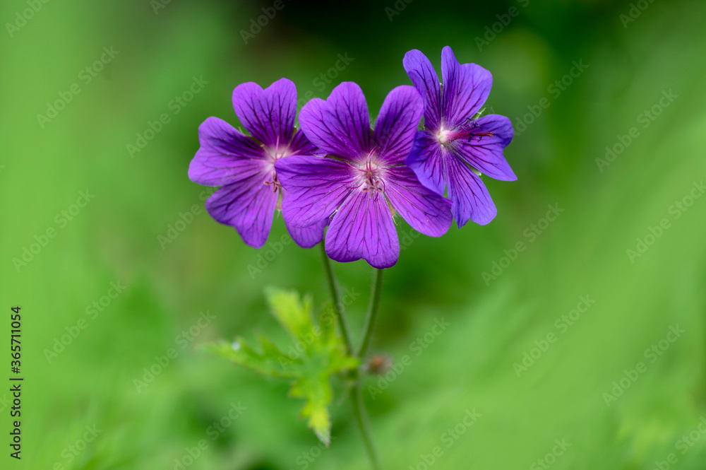 Geranium magnificum beautiful purple cranesbills in bloom, ornamental flowering plants in the garden in daylight Geranium magnificum beautiful purple cranesbills in bloom, ornamental flowering plants in the garden in daylight