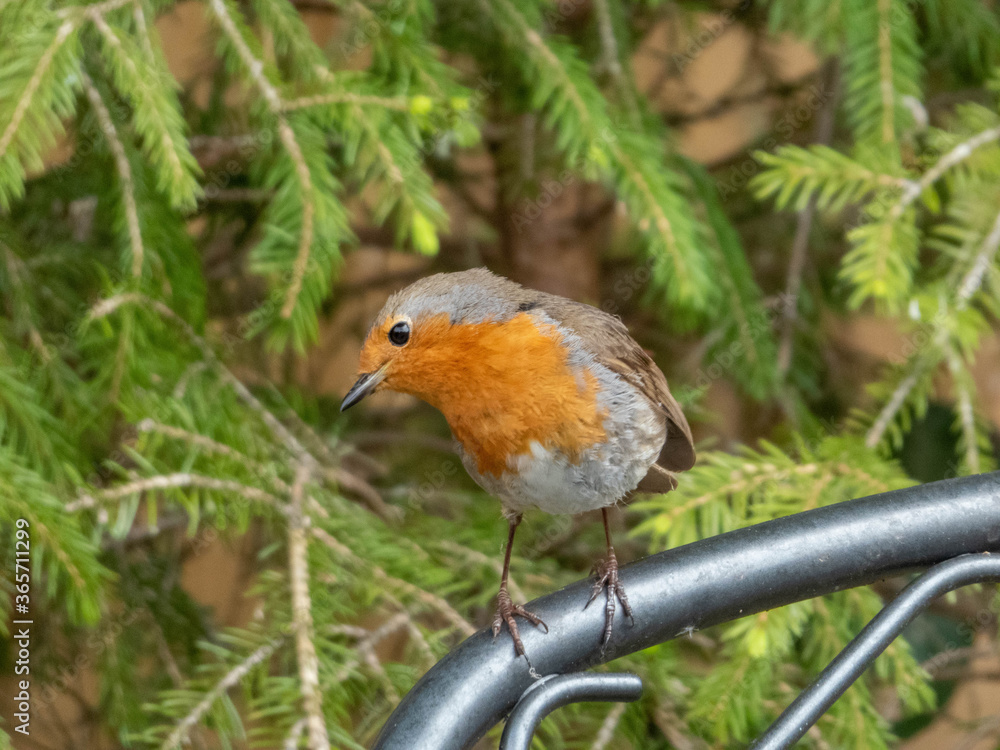 robin sitting in the garden by the fir tree robin sitting in the garden by the fir tree
