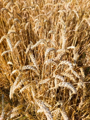 Wheat cultivation near the Dolmen in the Alto de la huesera in Laguardia in the Rioja Alavesa with the Sierra de Cantabria in the background. Alava  Basque Country  Spain  Europe