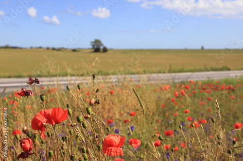 Agricultural landscape with blooming poppies in the foreground