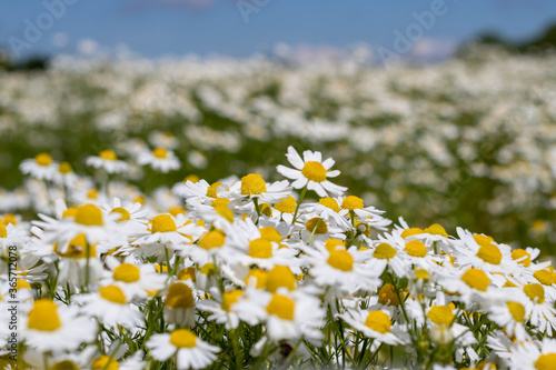 daisies blowing in the breeze photo