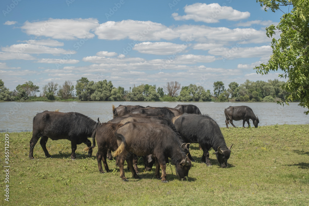 Herd Water buffalo (Bubalis murrensis) grazes on the banks of the Danube river Herd Water buffalo (Bubalis murrensis) grazes on the banks of the Danube river