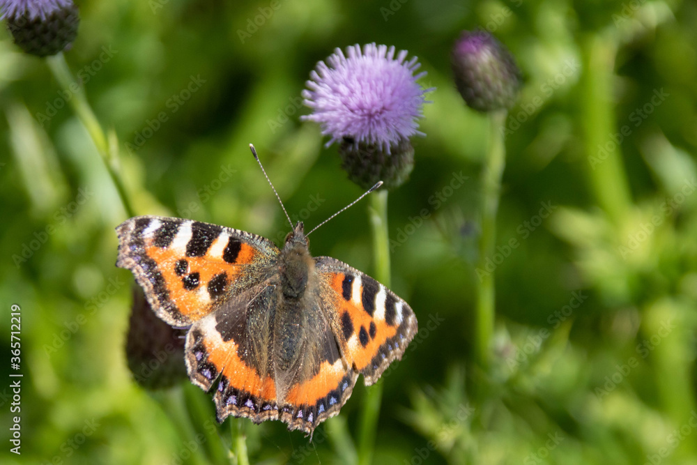 Red Admiral Butterfly collecting nectar from thistles