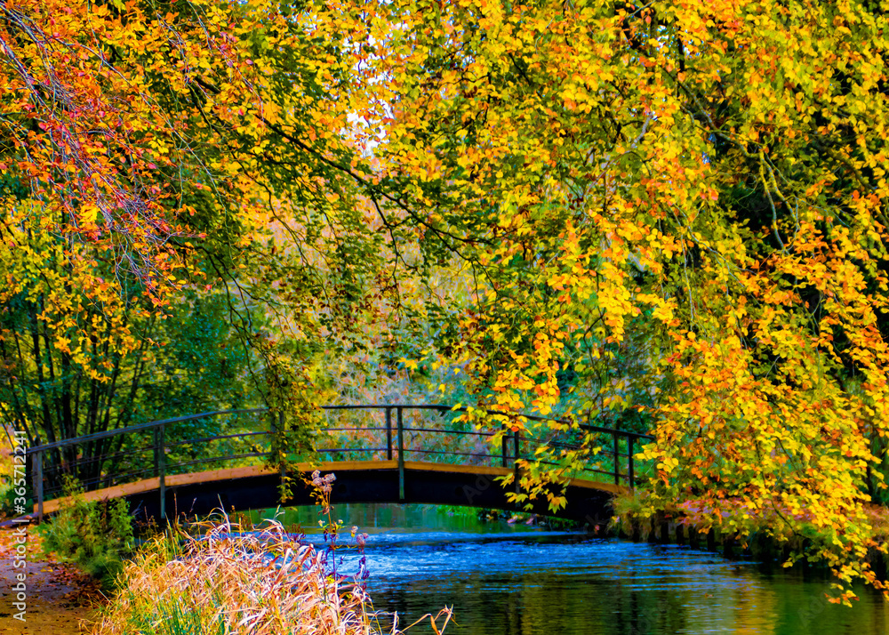 bridge set against beautiful Autumn leaves