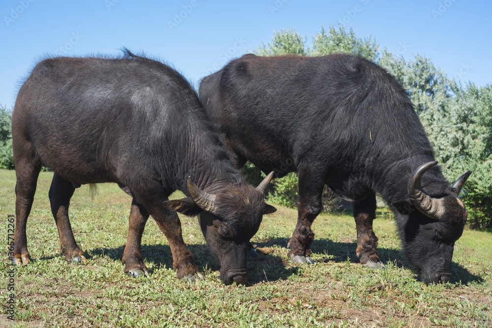 Two Water buffalo (Bubalis murrensis) grazes on the Ermakov island Two Water buffalo (Bubalis murrensis) grazes on the Ermakov island