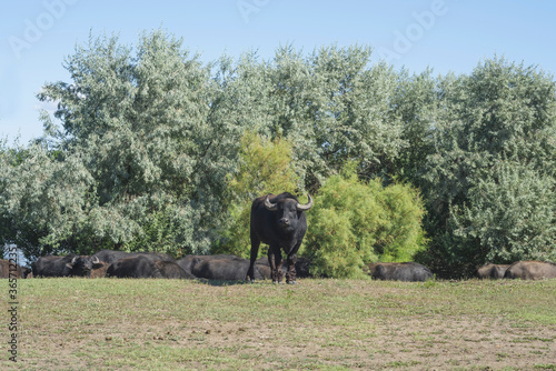 Water buffalo bull  (Bubalis murrensis) guards its herd photo