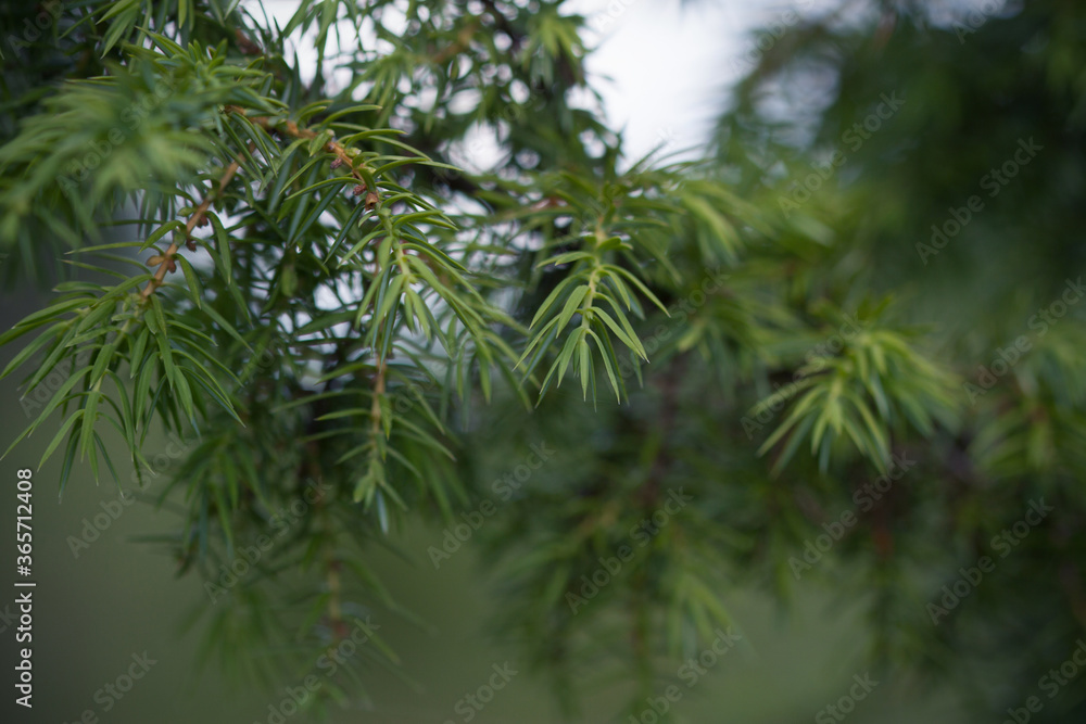 forest forest