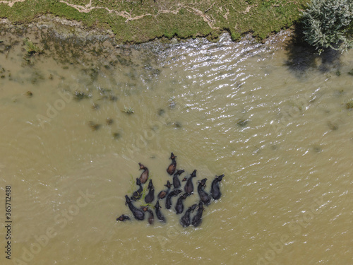 Aerial view on a herd of Water buffalo (Bubalis murrensis) swims in the Danube river near Ermakov island photo