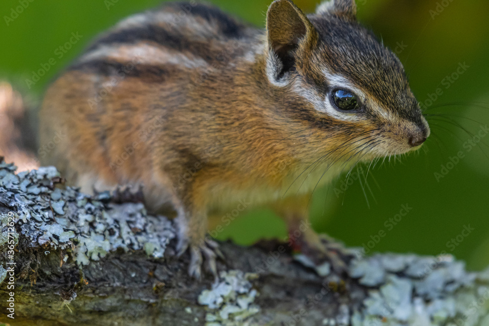Yellow-pine Chipmunk (Neotamias amoenus), Idaho Yellow-pine Chipmunk (Neotamias amoenus), Idaho