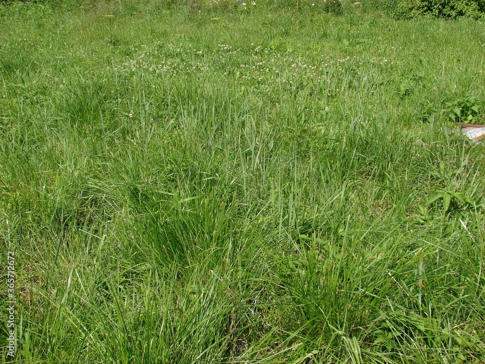 green grass in the field green grass in the field