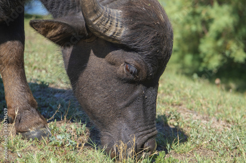 Close-up portrait of Water buffalo (Bubalis murrensis) grazes on the Ermakov island