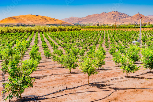 Young orange trees grow in a row in a San Joaquin Valley orchard in California.