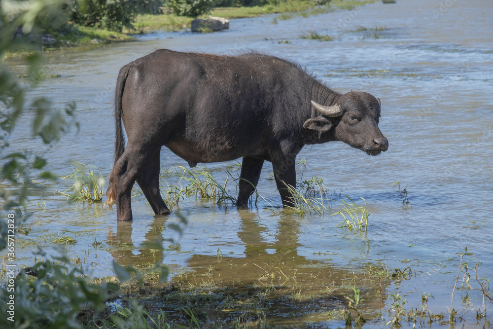 Close-up of Water buffalo (Bubalis murrensis) grazes on the Ermakov island Close-up of Water buffalo (Bubalis murrensis) grazes on the Ermakov island