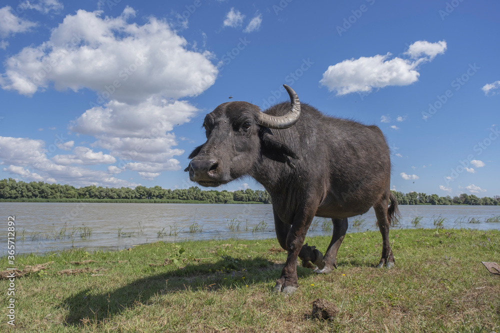 Close-up of Water buffalo (Bubalis murrensis) grazes on the Ermakov island Close-up of Water buffalo (Bubalis murrensis) grazes on the Ermakov island