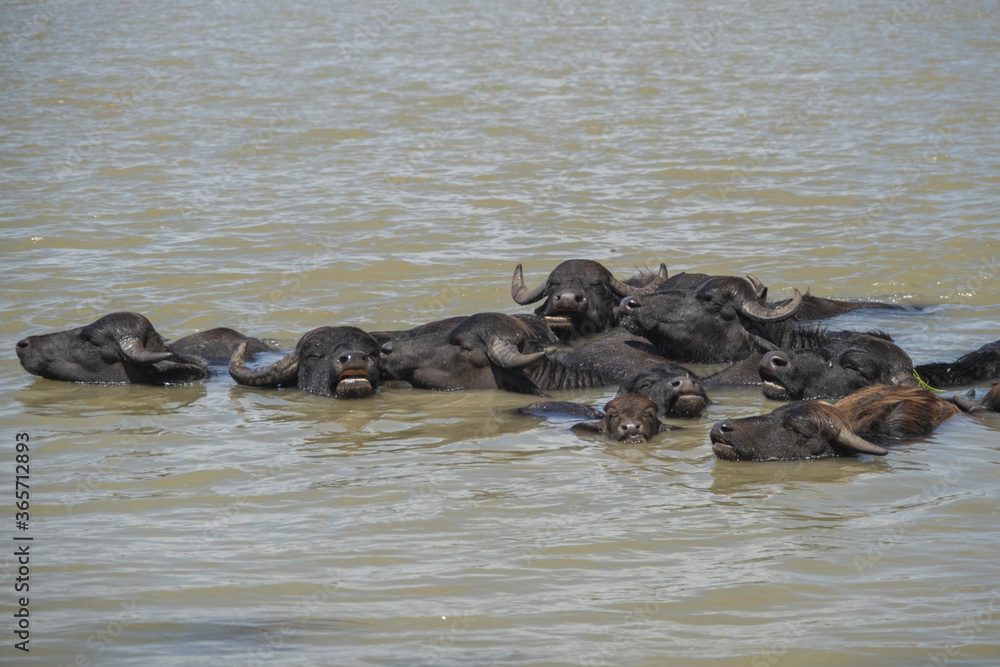Fototapeta premium A herd of Water buffalo (Bubalis murrensis) swims in the Danube river near Ermakov island