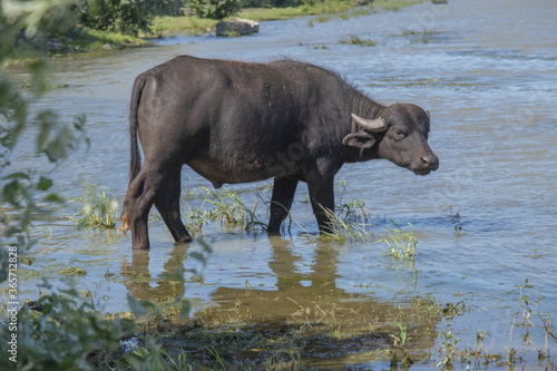 Close-up of Water buffalo  Bubalis murrensis  grazes on the Ermakov island