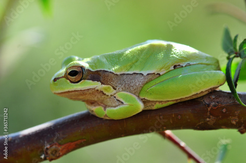 Beautiful Europaean Tree frog Hyla arborea 