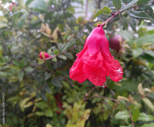 pink rose in the rain