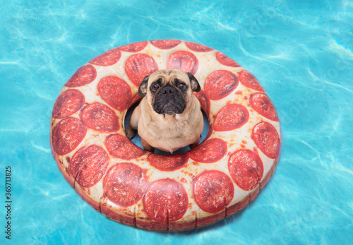 Cute pug dog floating in a pizza pool flotation device floatie 