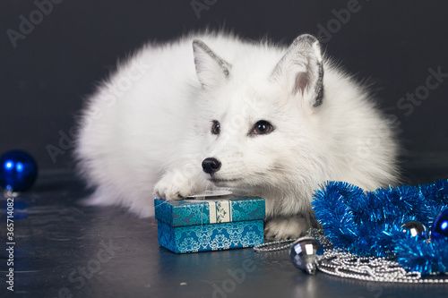 White fox with blue Christmas decorations photo