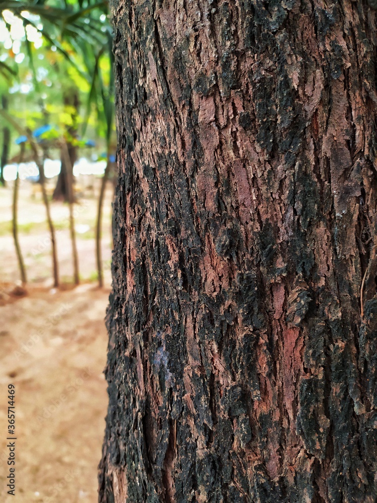 Fototapeta premium bark of a tree