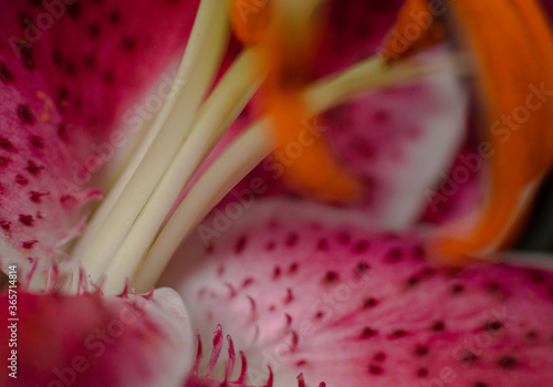 close up of a flower