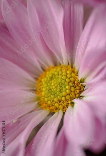 close up of pink flower