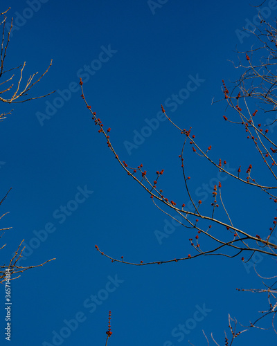 tree branches against blue sky