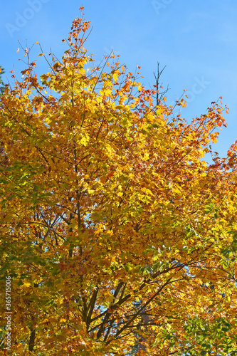 View of a maple tree against the sky