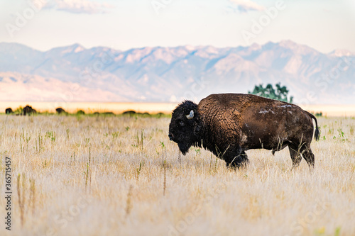 Male bull wild bison shedding fur with tail and horns on Antelope Island State Park near Great Salt Lake in Utah