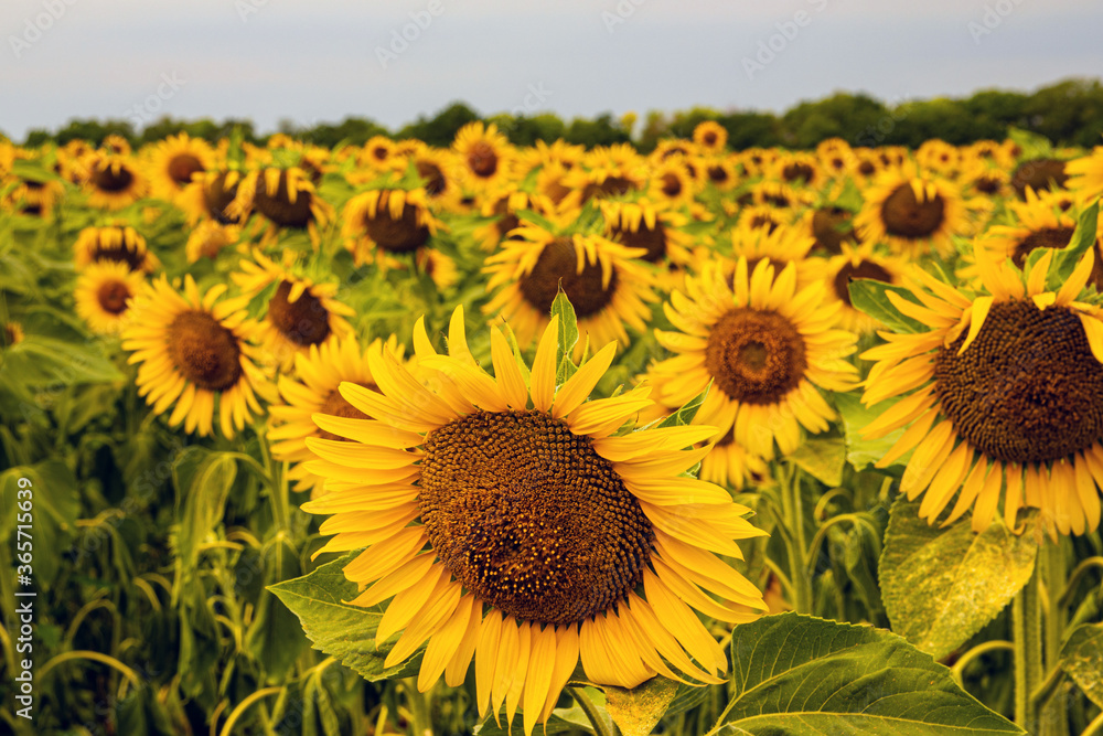 Fototapeta premium Sunflower natural background. Sunflower blossoms. A close-up of a sunflower. Summer field of sunflowers on a sunny day