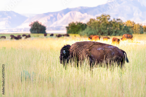 Bison grazing in valley in Antelope Island State Park in Utah in summer with dry grass meadow prairie plains landscape and mountains view photo